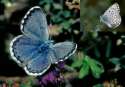 Schmetterlinge: Quendelbl�uling
                                    m�nnlich