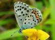 Schmetterlinge: Quendelbl�uling
                                    Unterseite