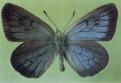 Schmetterlinge: Schwarzblauer
                                    Ameisenbl�uling m�nnlich