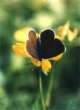Schmetterlinge: Schwarzblauer
                                    Ameisenbl�uling weiblich