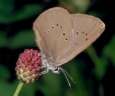 Schmetterlinge: Schwarzblauer
                                    Ameisenbluling, Unterseite
