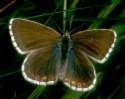 Schmetterlinge: Silberbl�uling
                                    weiblich