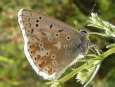 Schmetterlinge: Silberbl�uling,
                                    Unterseite m�nnlich