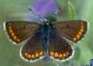 Schmetterlinge:
                                    Sonnenr�schen-Bl�uling (aricia
                                    agestis)