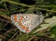 Schmetterlinge:
                                    Sonnenr�schen-Bl�uling Unterseite
                                    (aricia agestis)