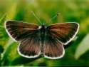 Schmetterlinge:
                                    Sonnenr�schen-Bl�uling (aricia
                                    artaxerxes)