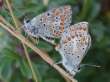 Schmetterlinge:
                                    Sonnenr�schen-Bl�uling Unterseiten
                                    (aricia artaxerxes) m�nnlich und
                                    weiblich