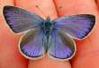 Schmetterlinge:
                                    Steinklee-Bl�uling m�nnlich