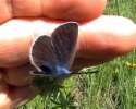 Schmetterlinge:
                                    Steinklee-Bl�uling weiblich