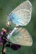 Schmetterlinge:
                                    Steinklee-Bl�uling, Unterseiten
                                    m�nnlich und weiblich