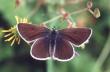 Schmetterlinge:
                                    Storchenschnabel-Bl�uling weiblich