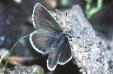 Schmetterlinge:
                                    Storchenschnabel-Bl�uling m�nnlich