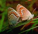 Schmetterlinge:
                                    Storchenschnabel-Bl�uling,
                                    Unterseiten m�nnlich und weiblich