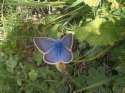 Schmetterlinge:
                                    Streifenbl�uling m�nnlich