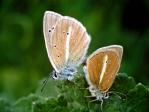 Schmetterlinge:
                                    Streifenbl�uling, Unterseiten
                                    m�nnlich und weiblich