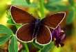Schmetterlinge: Violetter
                                    Waldbl�uling weiblich