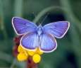 Schmetterlinge: Violetter
                                    Waldbl�uling m�nnlich