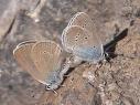 Schmetterlinge: Violetter
                                    Waldbl�uling, Unterseiten m�nnlich
                                    und weiblich