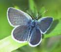 Schmetterlinge: Winziger
                                    Bl�uling m�nnlich