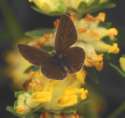 Schmetterlinge: Winziger
                                    Bl�uling weiblich