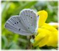 Schmetterlinge: Winziger
                                    Bl�uling Unterseite