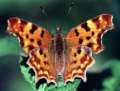 Schmetterlinge: C-Falter