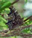 Schmetterlinge: C-Falter
                                    Unterseite