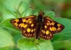 Schmetterlinge: Bunter
                                    Dickkopffalter
