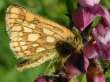 Schmetterlinge: Bunter
                                    Dickkopffalter Unterseite