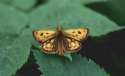 Schmetterlinge:
                                    Gold-Dickkopffalter m�nnlich