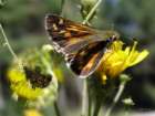 Schmetterlinge: Kommafalter
                                    weiblich