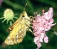 Schmetterlinge: Kommafalter
                                    Unterseite
