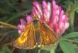 Schmetterlinge:
                                    Mattscheckiger Braundickkopffalter
                                    weiblich
