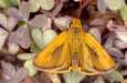 Schmetterlinge:
                                    Mattscheckiger Braundickkopffalter
                                    m�nnlich