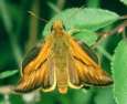 Schmetterlinge: Rostfarbener
                                    Dickkopffalter (ochlodes venatus),
                                    m�nnlich