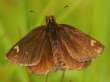 Schmetterlinge:
                                    Spiegelfleck-Dickkopffalter /
                                    H�ppeling
