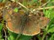 Schmetterlinge: Dunkler
                                    Dickkopffalter mnnlichr