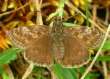 Schmetterlinge: Dunkler
                                    Dickkopffalter weiblich