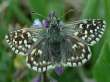 Schmetterlinge:
                                    Gew�hnlicher Puzzlefalter / Kleiner
                                    Dickkopffalter