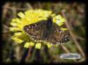Schmetterlinge:
                                    Zweibr�tiger Puzzlefalter