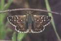 Schmetterlinge:
                                    Schwarzbrauner W�rfeldickkopf
                                    (pyrgus serratulae)