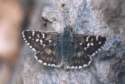 Schmetterlinge:
                                    Sonnenrschen-Puzzlefalter (pyrgus
                                    alveus)