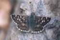Schmetterlinge:
                                    Sonnenr�schen-Puzzlefalter (pyrgus
                                    alveus)