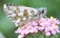 Schmetterlinge:
                                    Sonnenr�schen-Puzzlefalter (pyrgus
                                    alveus), Unterseite