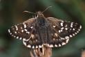 Schmetterlinge:
                                    Sp�tsommer-Puzzlefalter (pyrgus
                                    cirsii)