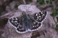 Schmetterlinge:
                                    Steppenheiden-Puzzlefalter (pyrgus
                                    carthami), m�nnlich