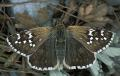 Schmetterlinge:
                                    Steppenheiden-Puzzlefalter (pyrgus
                                    carthami), weiblich