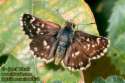 Schmetterlinge:
                                    Wiesenknopf-Puzzlefalter (spialia
                                    sertorius)