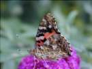 Schmetterlinge: Distelfalter
                                    Unterseite