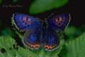Schmetterlinge:
                                    Blauschillernder Feuerfalter
                                    m�nnlich